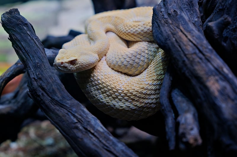 Serpent in Garden